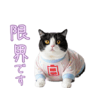 社会不適合 ハチワレ猫（個別スタンプ：38）