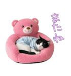 社会不適合 ハチワレ猫（個別スタンプ：39）