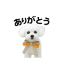 可愛い^ ^トイプードル（個別スタンプ：1）