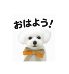 可愛い^ ^トイプードル（個別スタンプ：2）