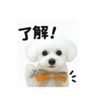 可愛い^ ^トイプードル（個別スタンプ：3）