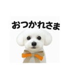 可愛い^ ^トイプードル（個別スタンプ：4）