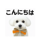 可愛い^ ^トイプードル（個別スタンプ：5）