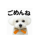 可愛い^ ^トイプードル（個別スタンプ：6）