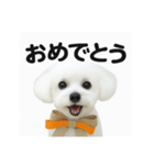 可愛い^ ^トイプードル（個別スタンプ：7）