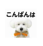 可愛い^ ^トイプードル（個別スタンプ：8）