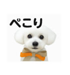 可愛い^ ^トイプードル（個別スタンプ：9）