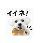可愛い^ ^トイプードル（個別スタンプ：10）