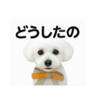 可愛い^ ^トイプードル（個別スタンプ：11）