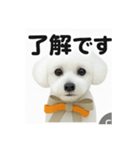 可愛い^ ^トイプードル（個別スタンプ：12）