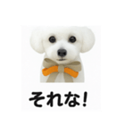 可愛い^ ^トイプードル（個別スタンプ：14）