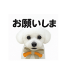 可愛い^ ^トイプードル（個別スタンプ：15）