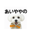 可愛い^ ^トイプードル（個別スタンプ：16）