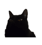 黒猫すすの汎用性が高い便利スタンプ（個別スタンプ：1）