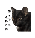 黒猫すすの汎用性が高い便利スタンプ（個別スタンプ：7）
