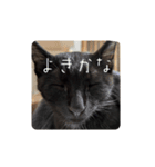黒猫すすの汎用性が高い便利スタンプ（個別スタンプ：10）