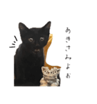 黒猫すすの汎用性が高い便利スタンプ（個別スタンプ：14）