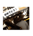 黒猫すすの汎用性が高い便利スタンプ（個別スタンプ：21）