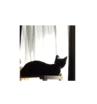 黒猫すすの汎用性が高い便利スタンプ（個別スタンプ：22）