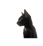 黒猫すすの汎用性が高い便利スタンプ（個別スタンプ：23）