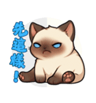 シャム猫 - 日常生活ステッカー1（個別スタンプ：9）