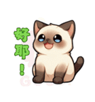 シャム猫 - 日常生活ステッカー1（個別スタンプ：13）