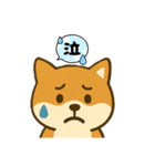 柴犬 コテツの日常会話2（個別スタンプ：10）