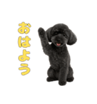 トイプのクロスケ君／日常使えるスタンプ（個別スタンプ：1）