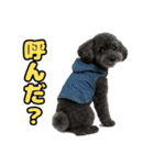 トイプのクロスケ君／日常使えるスタンプ（個別スタンプ：6）