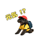 トイプのクロスケ君／日常使えるスタンプ（個別スタンプ：26）
