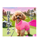 トイプのゴルファー【関西弁】（個別スタンプ：2）
