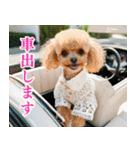 トイプのゴルファー【関西弁】（個別スタンプ：16）