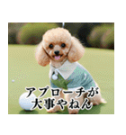 トイプのゴルファー【関西弁】（個別スタンプ：19）
