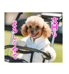 トイプのゴルファー【関西弁】（個別スタンプ：29）