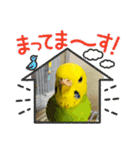 ソラミとヤマトの可愛いスタンプ（個別スタンプ：13）