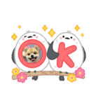 ポメラニアン♡うーちゃんスタンプ（個別スタンプ：1）