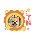 ポメラニアン♡うーちゃんスタンプ（個別スタンプ：2）