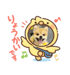 ポメラニアン♡うーちゃんスタンプ（個別スタンプ：3）