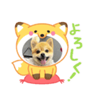 ポメラニアン♡うーちゃんスタンプ（個別スタンプ：4）