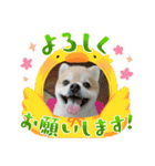 ポメラニアン♡うーちゃんスタンプ（個別スタンプ：5）