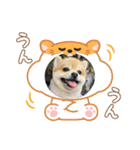 ポメラニアン♡うーちゃんスタンプ（個別スタンプ：8）