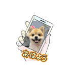ポメラニアン♡うーちゃんスタンプ（個別スタンプ：10）