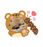 ポメラニアン♡うーちゃんスタンプ（個別スタンプ：11）