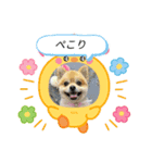 ポメラニアン♡うーちゃんスタンプ（個別スタンプ：12）