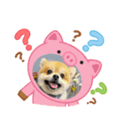 ポメラニアン♡うーちゃんスタンプ（個別スタンプ：13）