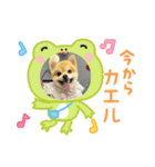 ポメラニアン♡うーちゃんスタンプ（個別スタンプ：14）