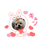 ポメラニアン♡うーちゃんスタンプ（個別スタンプ：15）