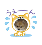 ポメラニアン♡うーちゃんスタンプ（個別スタンプ：16）