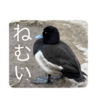 僕に名前はキンクリハジロ。知ってた？（個別スタンプ：1）