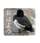 僕に名前はキンクリハジロ。知ってた？（個別スタンプ：3）